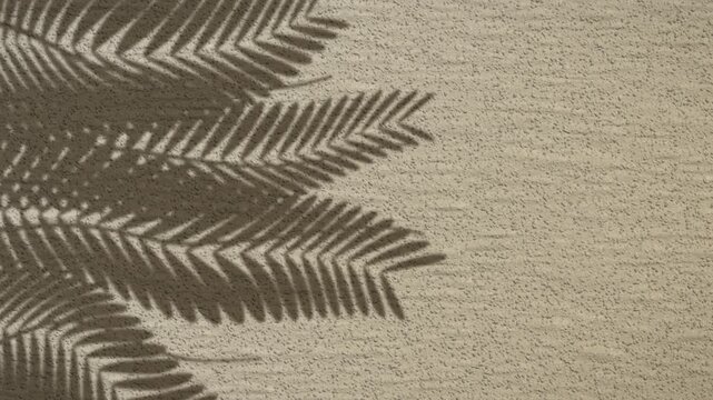 Shadow of fern leaves on textured wall. 2d animation