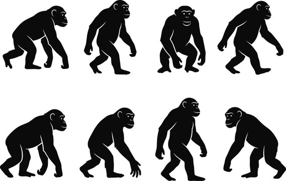 Set of eight black silhouette icons depicting chimpanzees in various walking, standing, and side profile poses on a plain white background