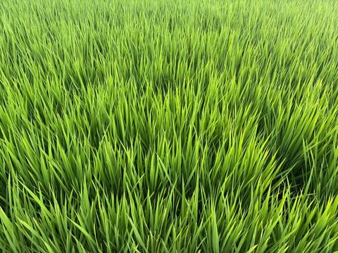 若い稲のつぼみ咲きかけの花