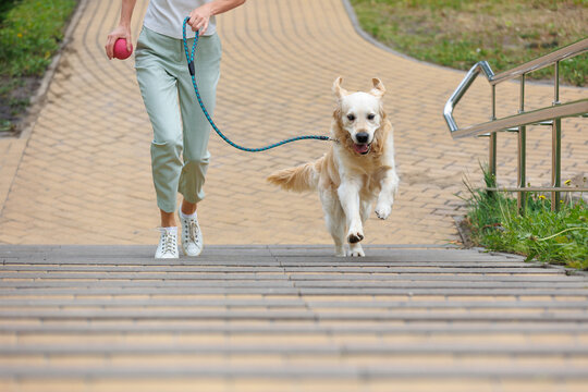 Women Running Up Stairs With pet Golden Retriever