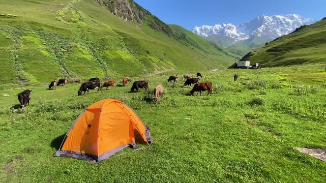 Cattle grazing wide view around a tent in Ushguli, Svaneti, Georgia, showing pastoral farming, wild camping, mountain tourism, rural land use, and independent outdoor travel in the Caucasus