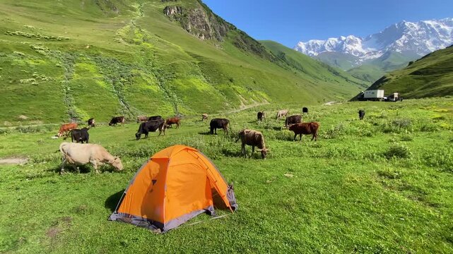 Cattle grazing in wide view around a camping tent near Ushguli with Mount Shkhara behind, Svaneti, Georgia, travel scene for rural tourism, alpine camping, trekking stays, and mountain destination