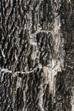 Rain Tree Bark Texture Background / Close-up of Samanea Saman Tree Bark Surface