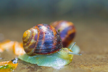 closeup grape snail  crawl on the ground © Yuriy Kulik