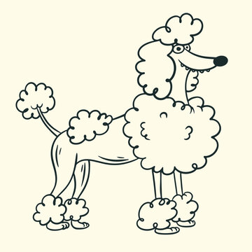 Cute cartoon poodle dog standing with stylish haircut, black line art vector illustration isolated on background.
