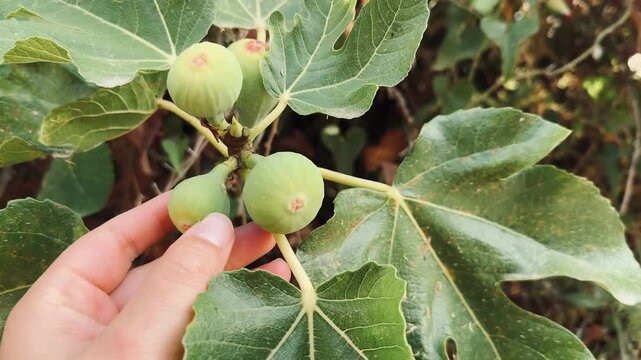 Ripening Fig on Branch, Close-Up Video