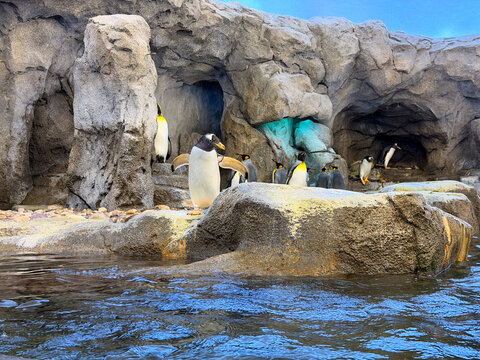 Gentoo penguins on rocky habitat at Calgary Zoo penguin exhibit