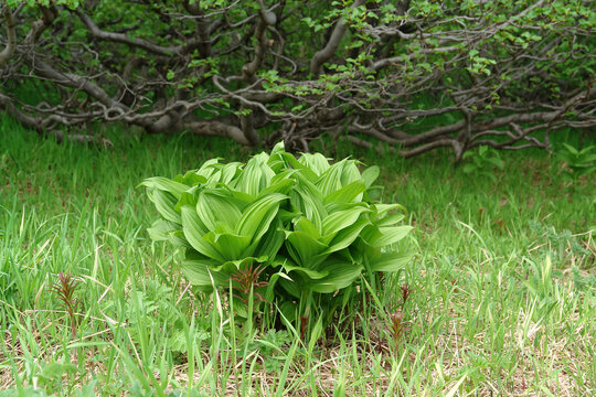 Green veratrum oxysepalum leaves with alnus alnobetula shrub in background Kamchatka Peninsula Russia closeup