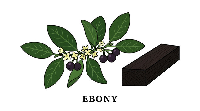 Detailed botanical illustration of the Diospyros tree branch with small yellow flowers and dark fruit alongside a cut rectangular block of solid black ebony wood