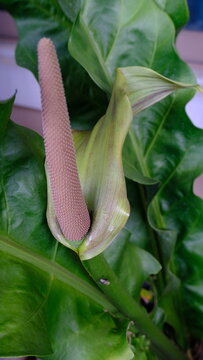 Macro photograph of anthurium hookeri tropical flower spadix and spathe structure growing on large green leaves