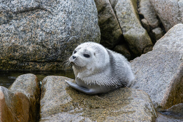 Lonely young spotted seal pup (Phoca largha) crying for its mother on coastal rocks, Beringia National Park, Chukotka, Russia © prambuwesas