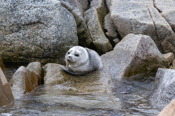 Juvenile spotted seal pup (Phoca largha) on coastal rocks seen from open water, Beringia National Park, Chukotka, Russia © prambuwesas