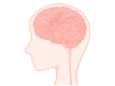 脳と脊髄のイラスト 女性の横顔 肌塗りあり 背景透過