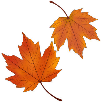 autumn maple leaf