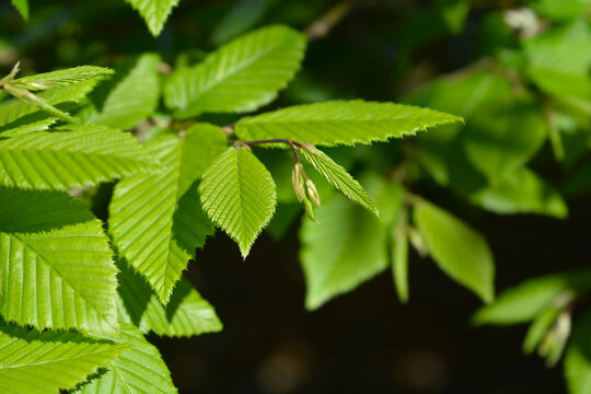 Common hornbeam leaves - Latin name - Carpinus betulus