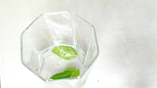 Fresh Green Basil Leaves Inside Transparent Glass Cup
