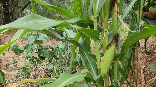 Hand Harvesting Fresh Corn Cob in Cornfield Milpa