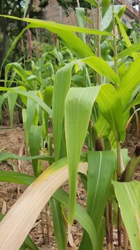 Thin Cornstalk Field Affected by Water Scarcity and Drought