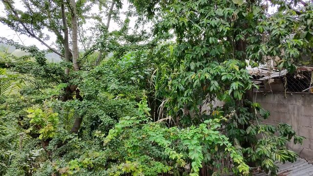 Vertical Tilt Up View of Guamuchil and Soursop Trees