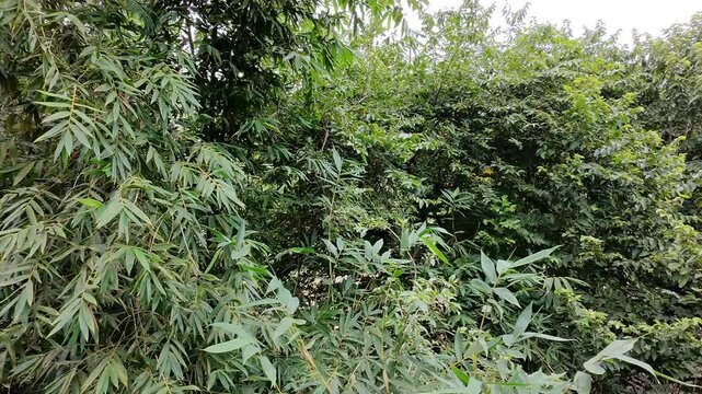 Pan Shot Across Bamboo Canes and Guazuma Tree Foliage