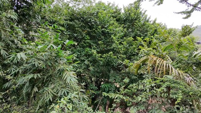 Zoom Out Camera Shot of Guazuma Tree and Bamboo Stalks
