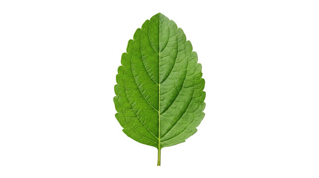 Fresh green mint leaf with detailed texture. Single organic herbal leaf for culinary and wellness design. Vibrant botanical foliage. isolated PNG with Transparent Background