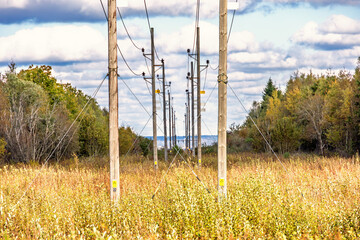 Obraz premium Wooden utility poles at a power line in a woodland