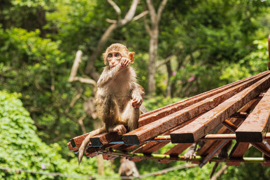 A curious young macaque sitting on a wet wooden roof structure, leaning to one side while looking at the camera, expressing a mix of surprise, thoughtfulness and deep contemplation in the wild.