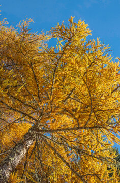 closeup on branchesof larch tree with golden needles in autumn on blue sky background