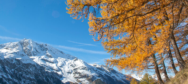 closeup on branches of larch tree with golden needles in autumn on blue sky background and snowy mountain