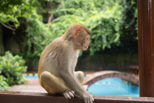 A funny juvenile macaque sitting on a wooden railing looking very sad and melancholic near a pool, creating a highly relatable viral meme about Monday morning blues and deep depression
