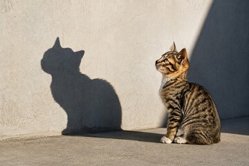 cat and mouse © Junayed