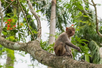 macaque perched on a thick tree branch in the tropical forest, looking upward with an alert and curious expression, representing a lifestyle metaphor of aspiration and watching for opportunities. © RollAndSnap