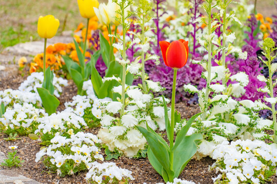 Bright red and yellow tulips blooming in a colorful spring flower bed