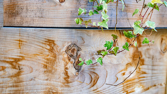 Green ivy vines trailing across a weathered wooden plank wall