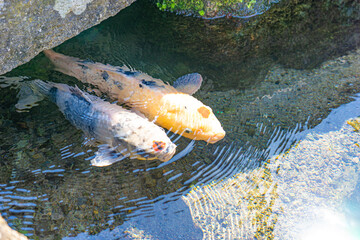 Two pale Nishikigoi gliding through clear spring water in Shimabara © Bambi and Sunny