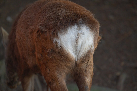 Close-up rear view of a sika deer with a white rump patch in Nara