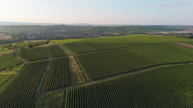 An aerial drone shot pans right over vast green vineyards in the picturesque Rhineland-Palatinate region of Germany. A charming town nestles in the valley below the hills, under soft light.