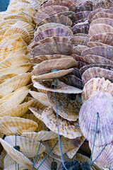 Rows of scallop shells threaded for shellfish aquaculture © Bambi and Sunny