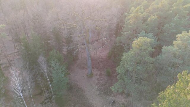 Aerial drone pull back tracking shot of diverse forest in Rhineland-Palatinate, Germany. Observe the prominent oak tree Bismarckeiche and green pines bathed in soft early spring light.