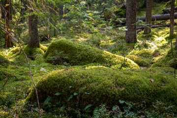 Obraz premium Moss-Covered Forest Floor with Fallen Logs in Finland