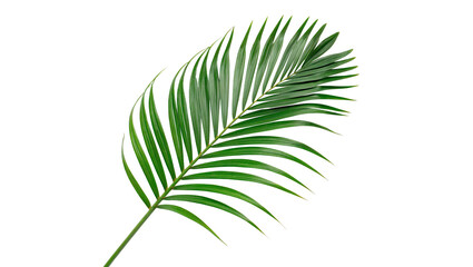 Single green tropical palm leaf fern branch isolated on transparent background © RRose