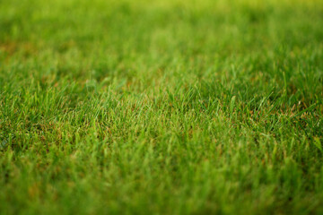 Naklejka premium High angle closeup of a vibrant fresh green grass lawn turf with selective focus
