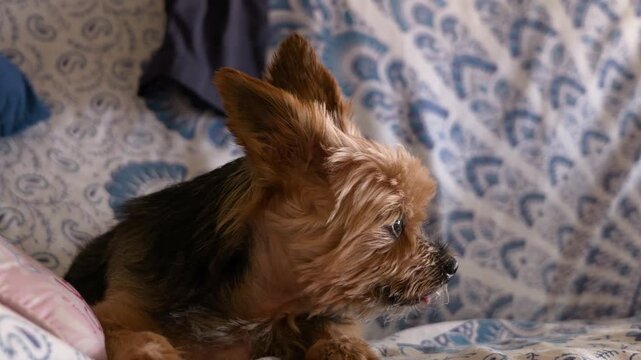 Small Yorkshire Terrier resting on a bed at home, sniffing and looking to one side before suddenly turning its head as if reacting to a sound.