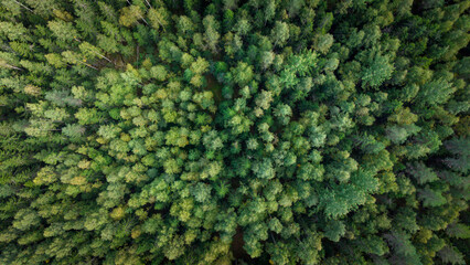Aerial View of Dense Green Forest Canopy in Finland © Joose