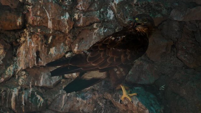 Common buzzard standing alert on stone ledge in wildlife rehabilitation sanctuary. Bird of prey.