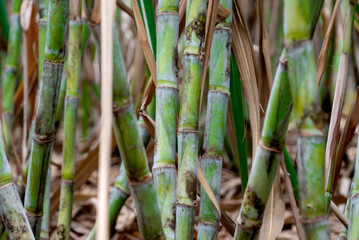 Obraz premium Healthy sugarcane crop growing in an agricultural field, representing sugarcane farming, sugar production, rising sugar prices, agricultural markets and the economic importance