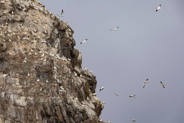 FOU DE BASSAN  © Poils&Plumesphotos