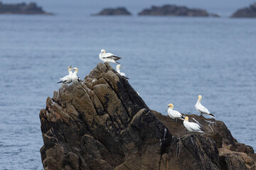 FOUS DE BASSAN  © Poils&Plumesphotos