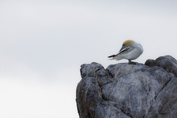 FOU DE BASSAN © Poils&Plumesphotos